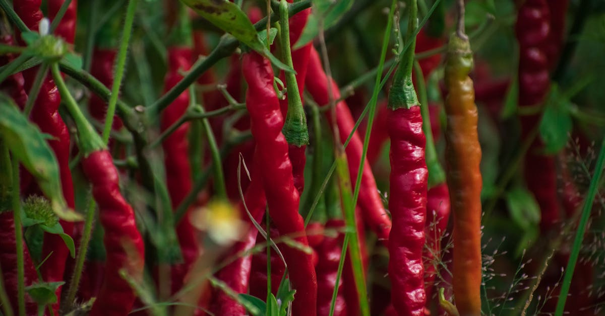 Najbolje Začinsko Bilje za Uzgoj u Vrtu: Savjeti za Uspješan Raste i Berbu