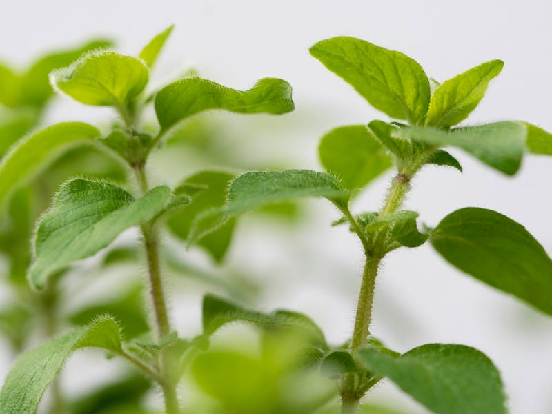 ** Kako Uzgojiti Začinsko Bilje u Vrtu: Savjeti za Bosiljak, Peršun, Majčinu Dušicu i Još Mnogo Toga** - Second Image