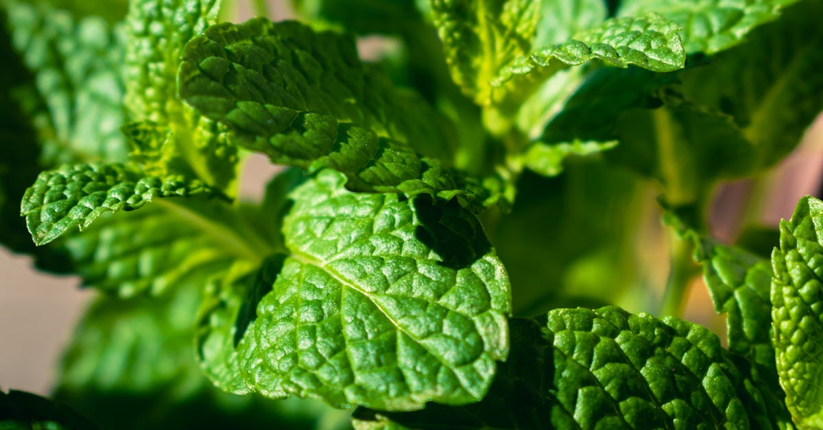 Najbolje Začinsko Bilje za Vrt: Savjeti za Uzgajanje i Zdravstvene Prednosti