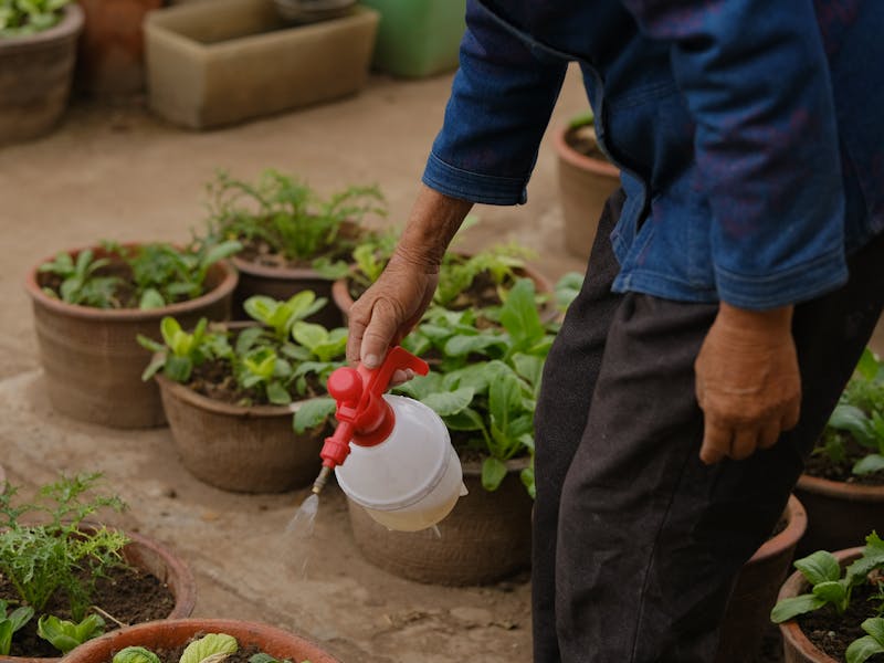 **Kako Uzgoj Biljaka u Bašti Može Postati Vaš Izvor Dodatnog Prihoda: Vodič za Profitabilno Baštovanstvo** - Fourth Image