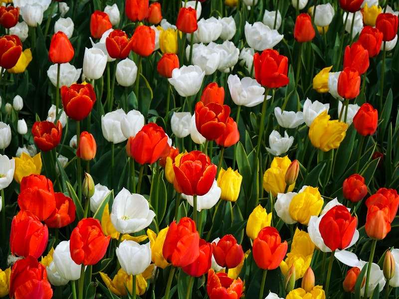 **Optimalni Naslov za SEO i Adsense: Proljetne Pripreme za Vrt: Šta Posaditi Ove Godine za Uspješan Urod** - Third Image