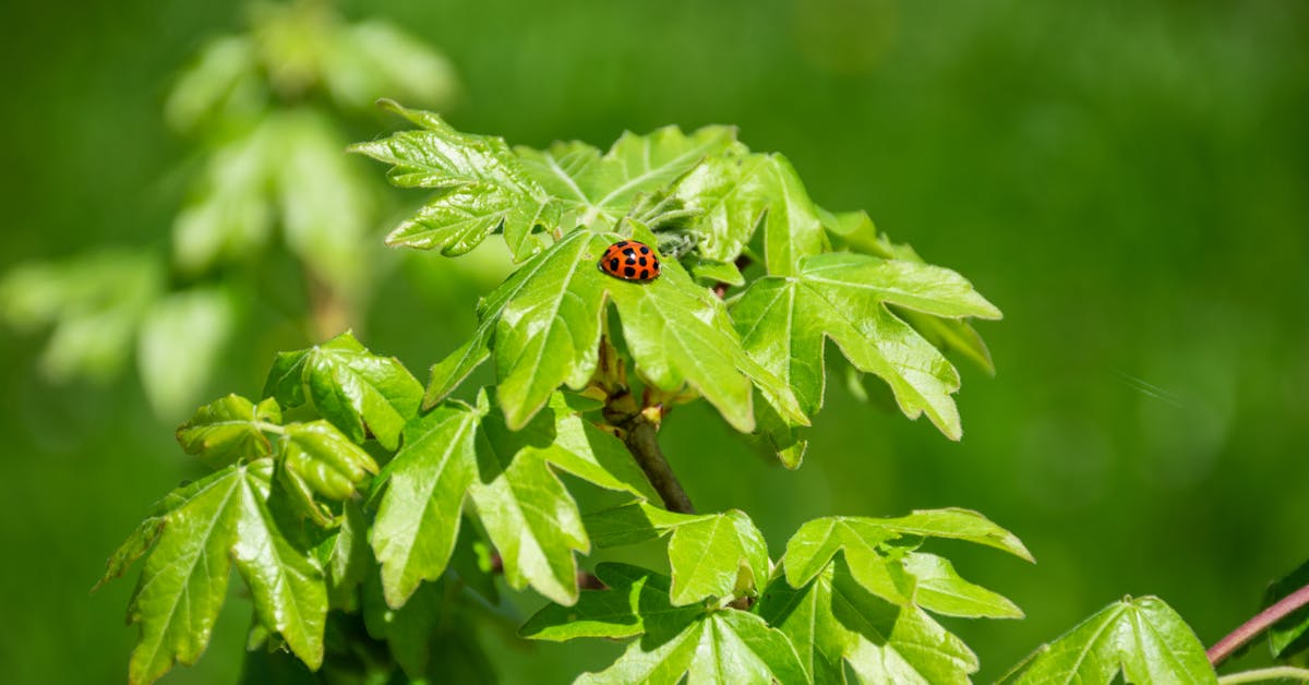 Kada i Kako Pravilno Saditi Biljke: Vodič za Uspješan Vrt u Bosni i Hercegovini