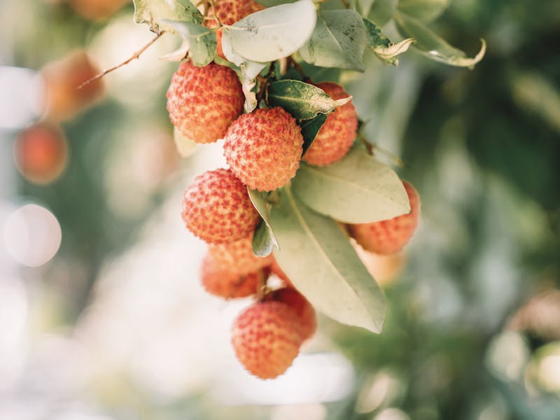 **Kako Odabrati Prvo Voće ili Povrće za Sadnju: Savjeti za Početnike u Vrtlarstvu** - Second Image