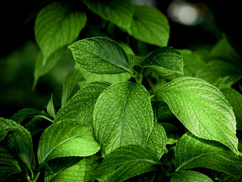 ** Najbolje Začinsko Bilje za Vrt: Savjeti za Uzgajanje i Zdravstvene Prednosti** - Fourth Image