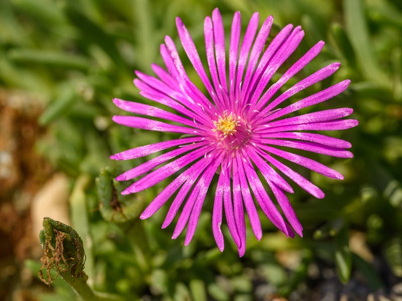 **Proljetne Ideje za Baštu: Savjeti za Uređenje, Sadnju i Održavanje** - Third Image