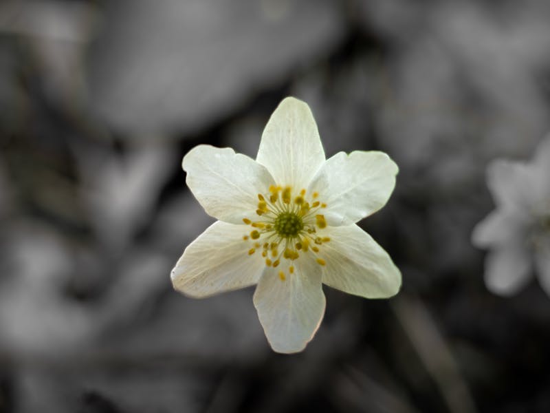 ** Kako Započeti Svoj Vrt: Idealne Biljke za Početnike - Voće i Povrće koje Prvo Treba Posaditi** - Fourth Image