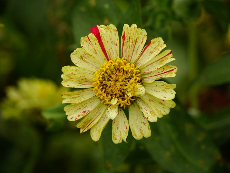 **Savjeti za Uređenje Vrtova: Kako Stvoriti Lijep i Zdrav Vrt** - Second Image