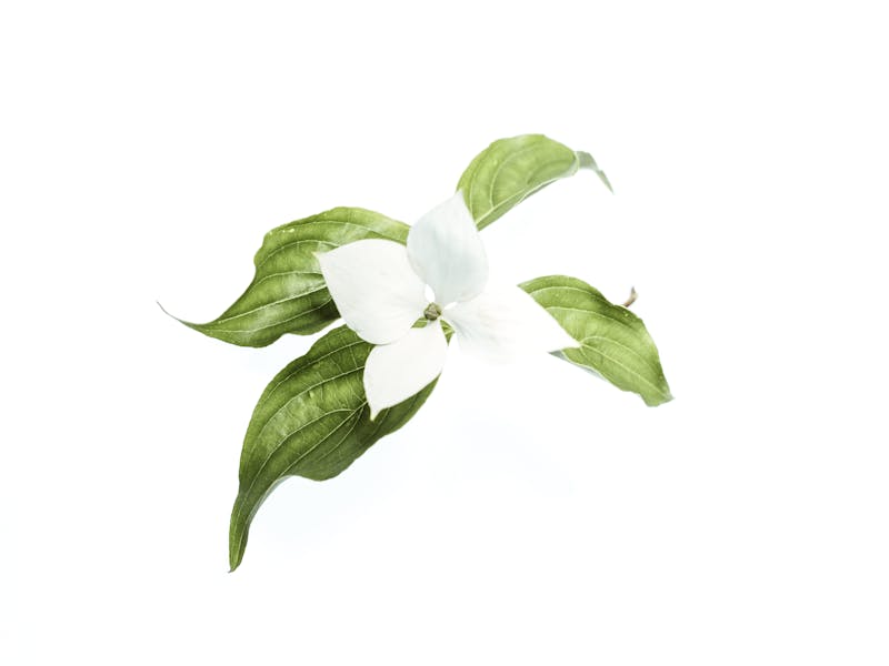 **Najbolje Biljke za Sadnju Ove Godine: Pripreme za Vrt i Baštu u Proleće** - Third Image