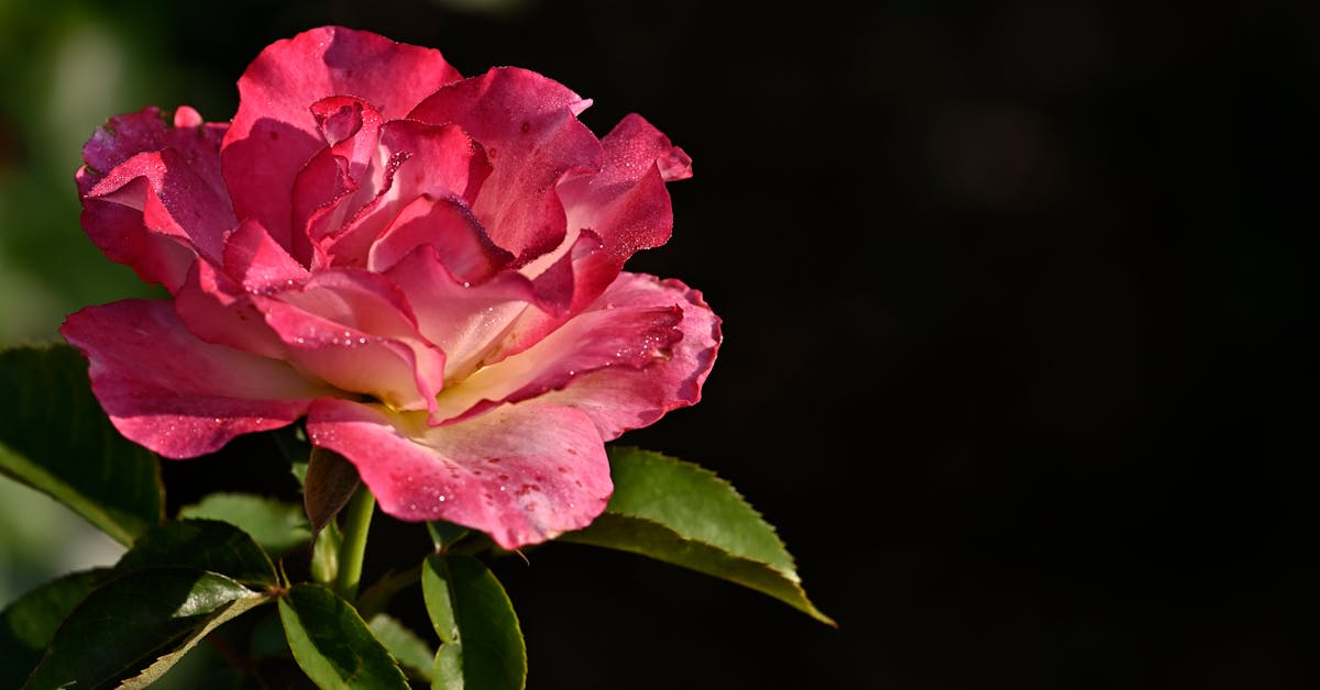 Savjeti za uspješan vrt: Kako stvoriti ljepšu i produktivniju baštu