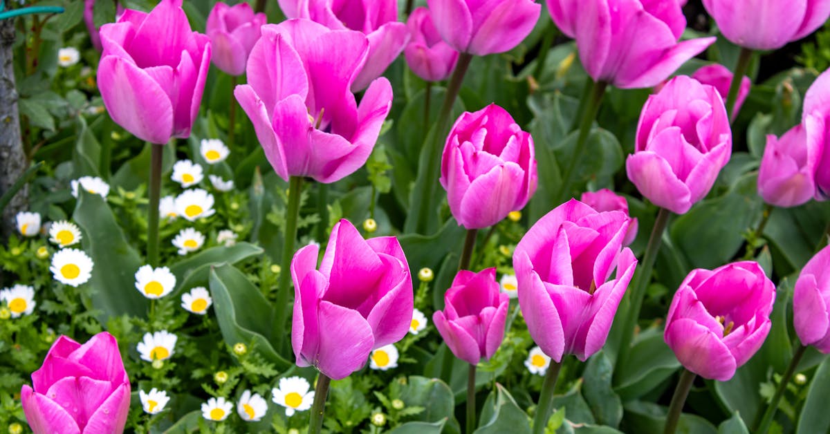 Proljetne Ideje za Uređenje Vrtova: Savjeti za Revitalizaciju i Održavanje Bašte