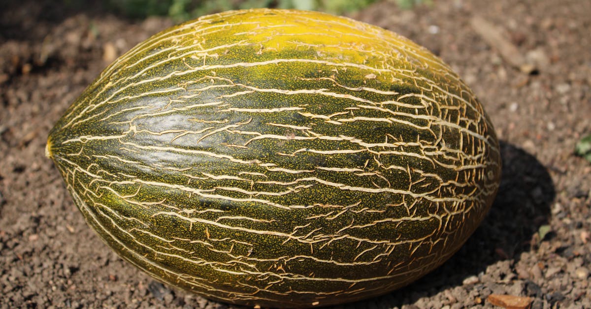 Kako Započeti Vrtlarstvo: Najbolje Voće i Povrće za Početnike