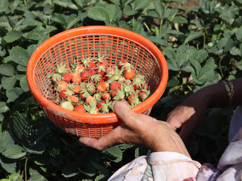 **Optimalni Vrt: Šta Posaditi Ove Godine za Bogatu Berbu** - Third Image