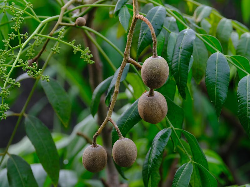 **Kako Započeti Vrt: Šta Prvo Posaditi od Voća ili Povrća - Savjeti za Početnike** - Fourth Image