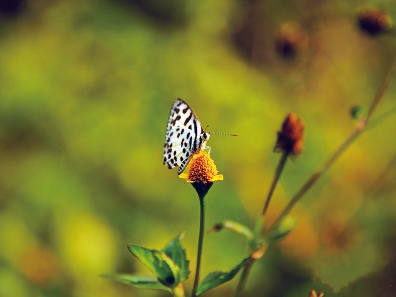 **Kako Stvoriti Zeleni Raj: Savjeti za Proljetno Baštovanstvo i Uživanje u Prirodi** - Second Image