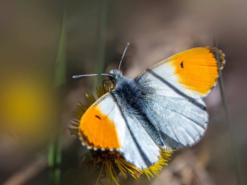 **Proljetne Ideje za Oživljavanje Bašte: Savjeti za Prekrasan Eksterijer** - Second Image