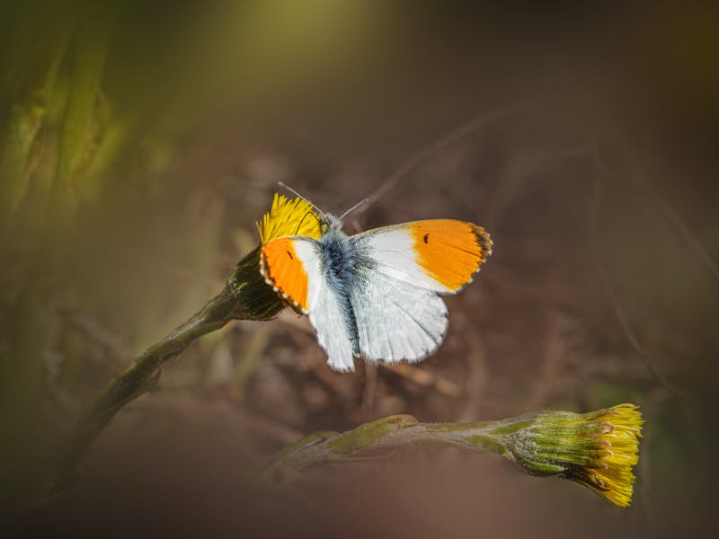 **Proljetne Ideje za Oživljavanje Bašte: Savjeti za Prekrasan Eksterijer** - Third Image