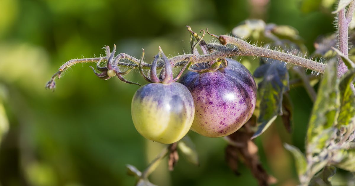 Kako Započeti Vrt: Šta Prvo Posaditi od Voća ili Povrća – Savjeti za Početnike