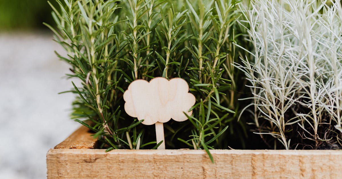 Najbolje začinsko bilje za uzgoj u vrtu: Savjeti za uspješan i isplativ vrt