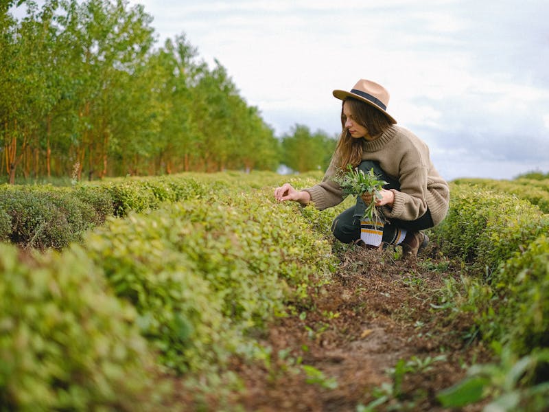 ** Najbolje Začinsko Bilje za Uzgoj u Vrtu: Savjeti za Uspješan Raste i Berbu** - Third Image