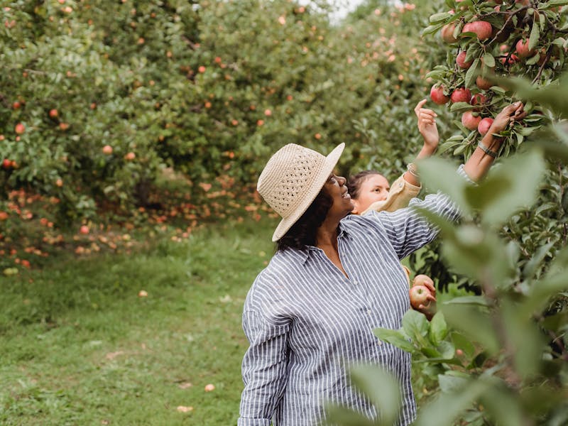 **Optimalne Pripreme za Vrt i Baštu: Šta Posaditi Ove Godine za Bogatu Berbu** - Second Image