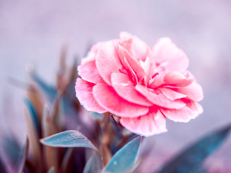 **Savjeti za uspješan vrt: Kako stvoriti zdravu i lijepu baštu** - Third Image