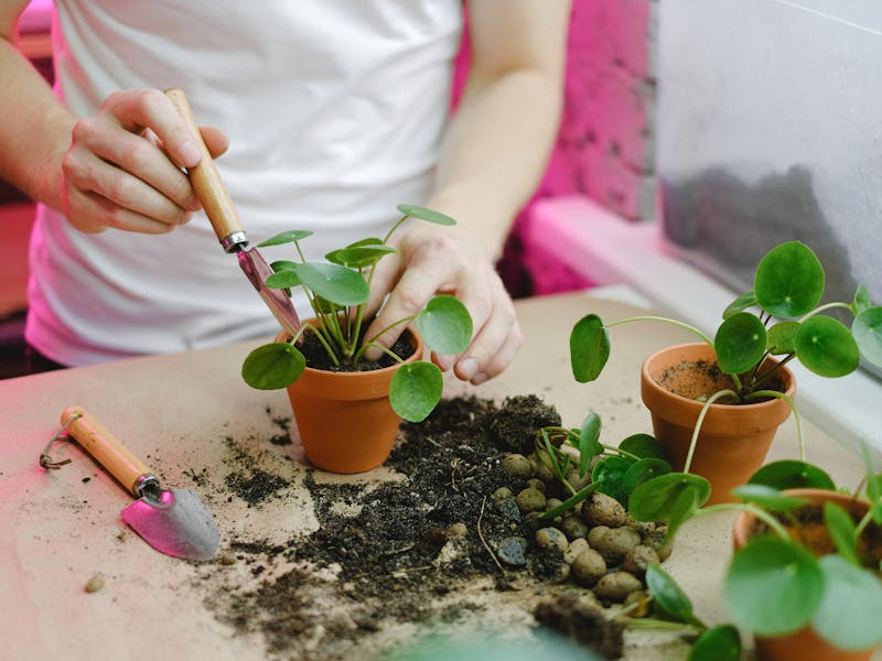 **Kako Zaraditi Novac Od Baštovanstva: Vodič za Uspješan Uzgoj i Prodaju Biljaka** - Third Image