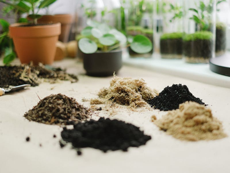 **Kako Odabrati Prvo Voće ili Povrće za Sadnju: Savjeti za Početnike u Vrtlarstvu** - Fourth Image