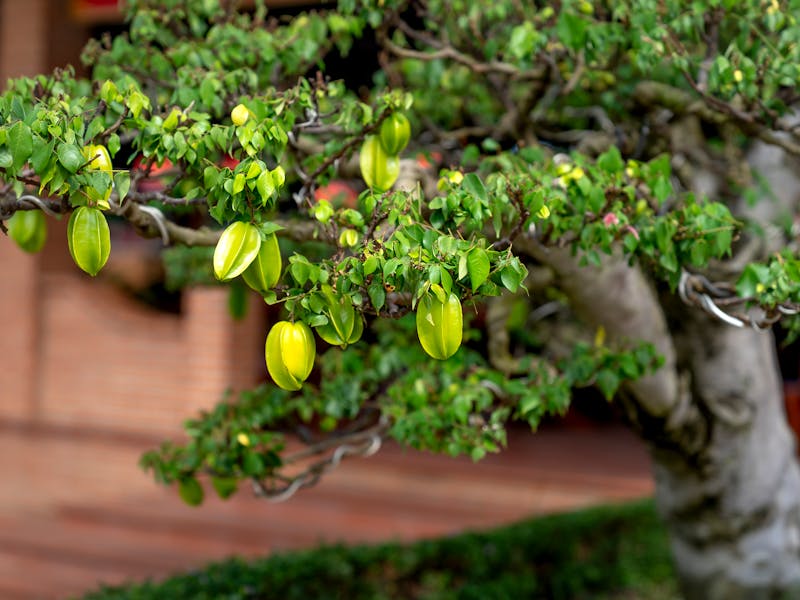 **Optimalan Vodič za Početnike: Šta Prvo Posaditi od Voća ili Povrća u Bosni i Hercegovini** - Third Image