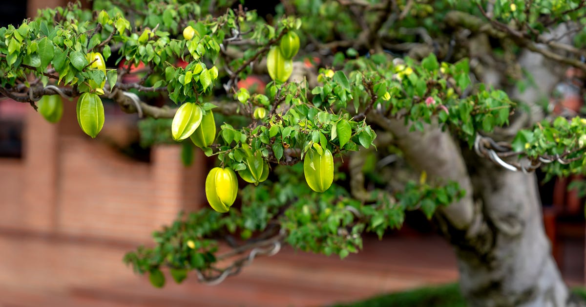 Šta Prvo Posaditi u Vrtu: Vodič za Početnike za Uzgoj Voća i Povrća