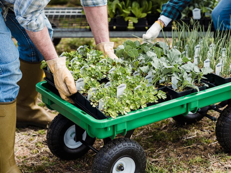 **Kako Zaraditi Novac U Bašti: Vodič za Uzgoj Povrća, Cvijeća i Usluge Baštovanstva** - Fourth Image