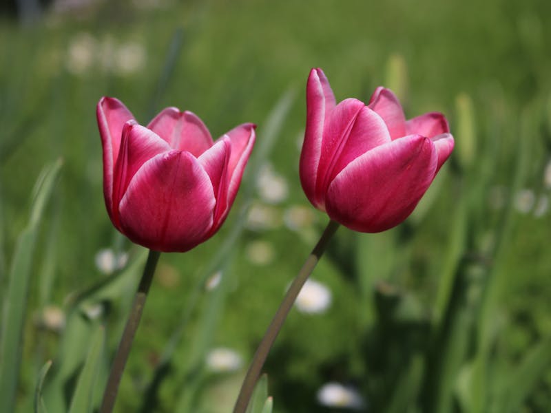 **Kada i Kako Pravilno Saditi Biljke: Vodič za Uspješan Vrt u Proljeće** - Second Image