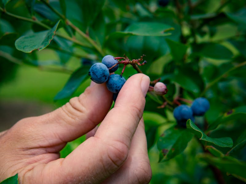 **Optimalni Vrt: Šta Posaditi Ove Godine za Bogatu Berbu** - Second Image