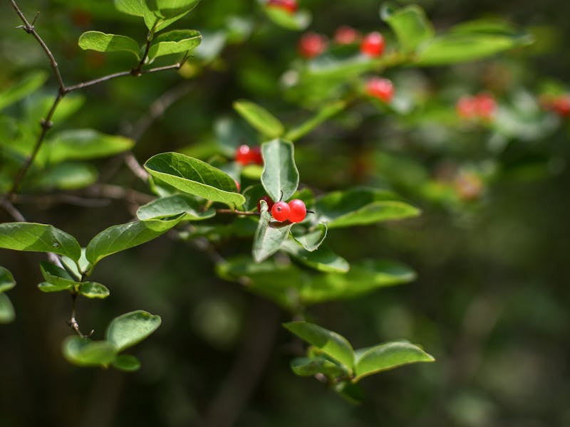 ** Šta Prvo Posaditi u Vrtu: Vodič za Početnike za Uzgoj Voća i Povrća** - Fourth Image