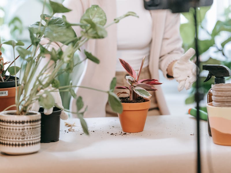 **Kada i Kako Pravilno Saditi Biljke: Vodič za Uspješan Vrt u Bosni i Hercegovini** - Fourth Image