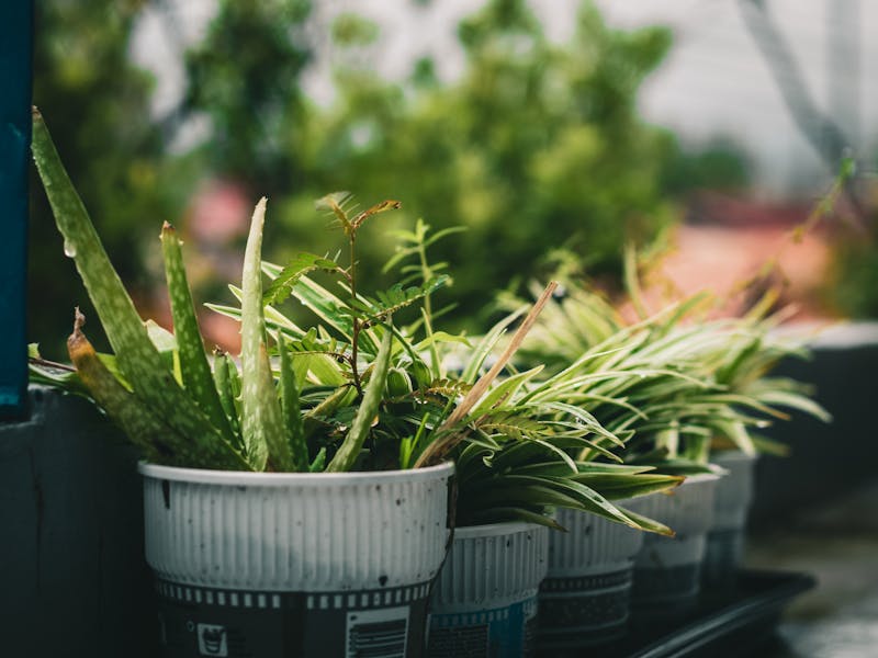 **Pripreme za Vrt i Baštu: Najbolje Biljke za Sadnju u 2023. Godini** - Second Image