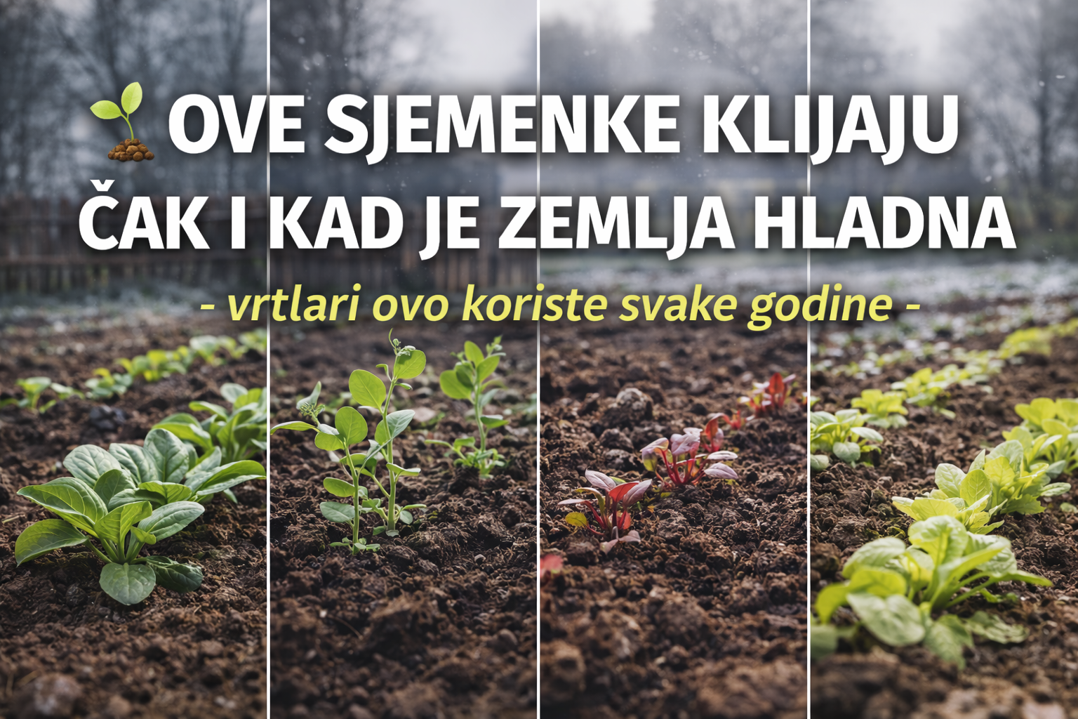 🌱 Ove sjemenke klijaju čak i kad je zemlja HLADNA – vrtlari ovo koriste svake godine