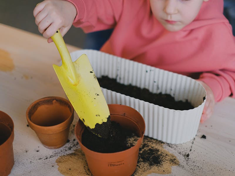 **Vodič za Početnike: Šta Prvo Posaditi u Vrtu - Voće i Povrće za Laku Njegu** - Fourth Image