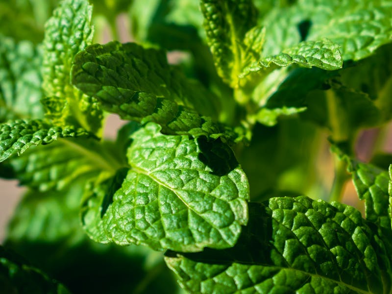 ** Top 5 Začinskog Bilja za Uzgoj u Vrtu: Savjeti i Zdravstvene Prednosti** - Fourth Image