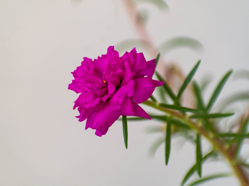 ** Vodič za Početnike: Šta Prvo Posaditi u Vrtu - Najbolje Voće i Povrće za Lako Uzgoj** - Third Image