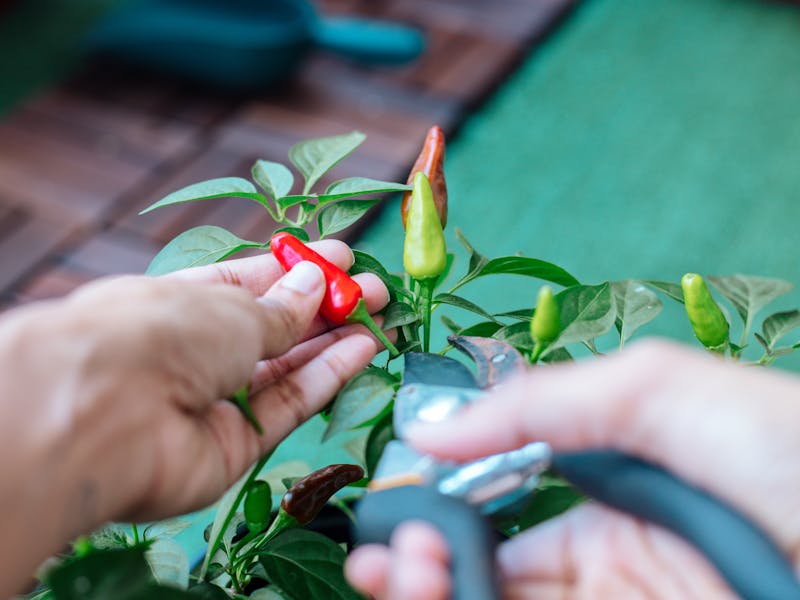 **Optimalne Pripreme za Vrt i Baštu: Šta Posaditi Ove Godine za Bogat Urod** - Fourth Image