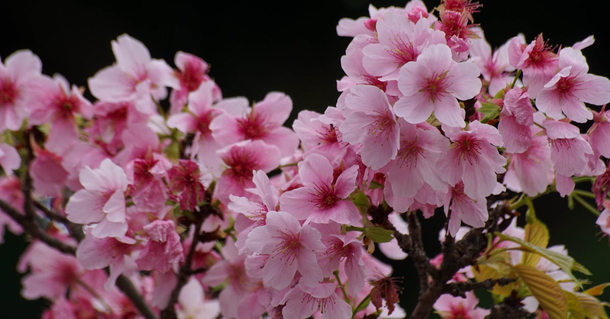 Proljetne Ideje za Uređenje Bašte: Savjeti za Savršeno Vanjsko Prostor