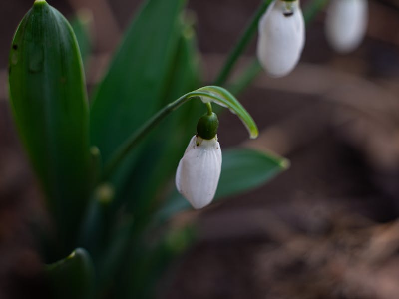 ** Kako Započeti Baštu: Šta Prvo Posaditi od Voća ili Povrća za Početnike** - Third Image