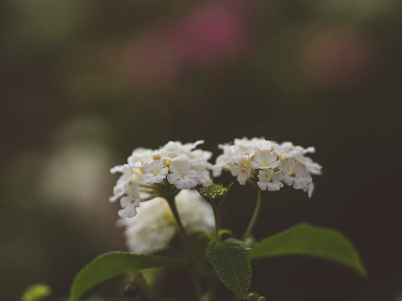 ** Šta Prvo Posaditi u Vrtu: Vodič za Početnike - Lako Voće i Povrće za Uzgajanje** - Fourth Image