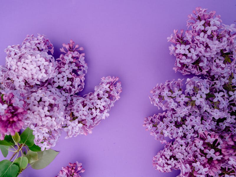 **Proljetne Ideje za Uređenje Bašte: Savjeti za Savršeno Vanjsko Prostor** - Second Image