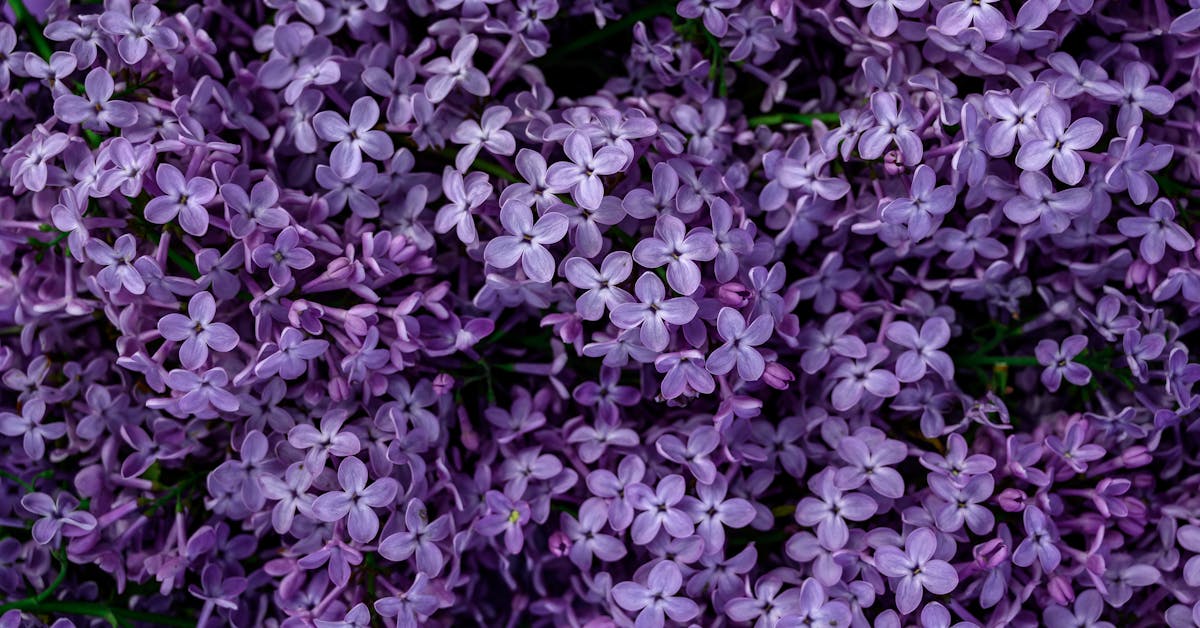 Proljetne Ideje za Uređenje Bašte: Savjeti za Revitalizaciju i Kreativnost