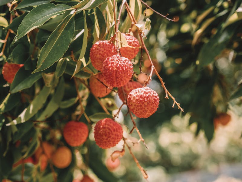 **Kako Izabrati Prvo Voće ili Povrće za Sadnju: Vodič za Početnike u Vrtlarstvu** - Fourth Image