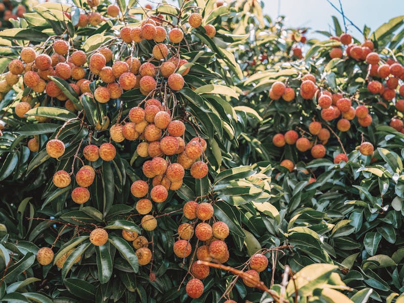** Prvi Koraci u Vrtlarstvu: Šta Posaditi Prvo od Voća ili Povrća za Početnike** - Fourth Image