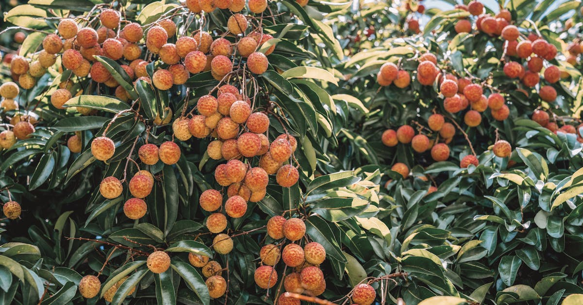 Kako Izabrati Prvo Voće ili Povrće za Sadnju: Vodič za Početnike u Vrtlarstvu