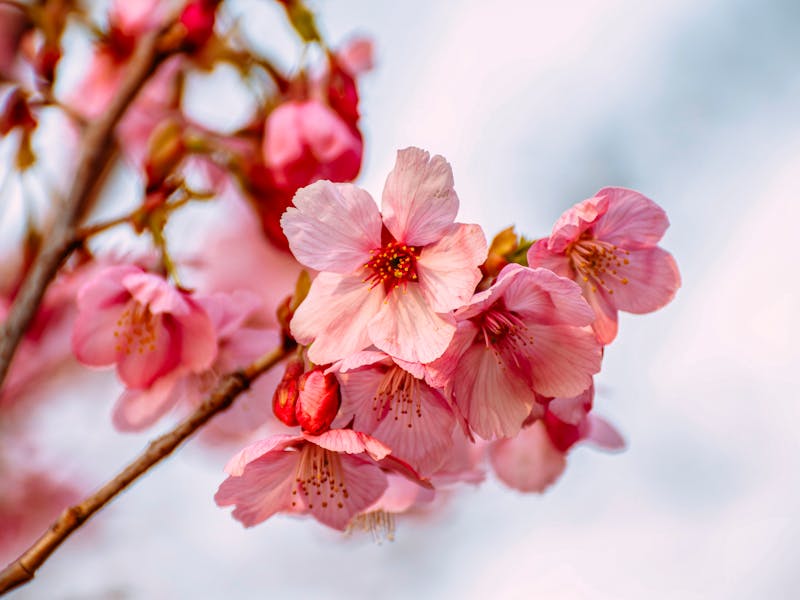 **Proljetne Ideje za Baštu: Kako Unaprijediti Vanjski Prostor i Uživati u Prirodi** - Second Image