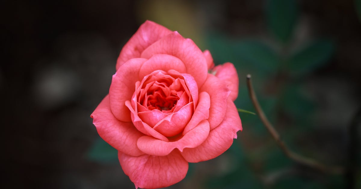 Oživite svoj vrt: Proljetne ideje i savjeti za savršenu baštu